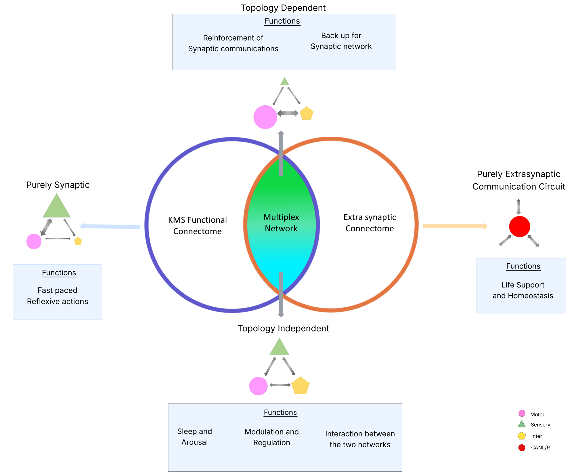 Diagram showing four functional communication regimes across synaptic and extrasynaptic networks