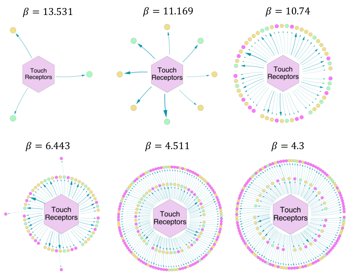 Illustration of KMS functional connectome of c. elegans